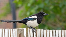 Magpies team up to outwit scientists, study says