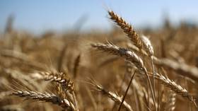 Russia’s grain shipments drop by half