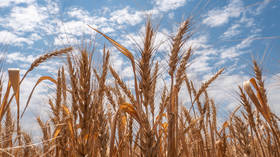 Another major global breadbasket may halt grain exports