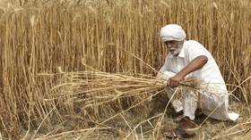 India bans wheat exports