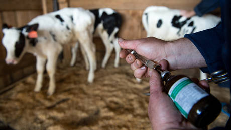 FILE PHOTO: Calves being vaccinated against anthrax at a farm in Russia. © Sputnik / Alexandr Kryazhev