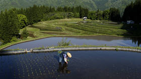 Japan’s farmers to switch from rice to wheat – media