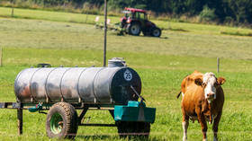 Cow dung can’t replace Russian fuel – expert