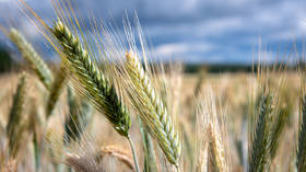 Global grain prices fall