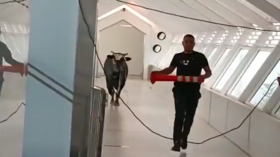 Raging bull charges through Israeli bank (VIDEOS)