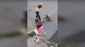 Monkey rampages through Russian city (VIDEOS)