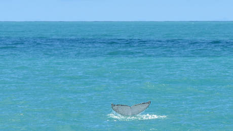 FILE PHOTO. A whale near Kaikoura, New Zealand.