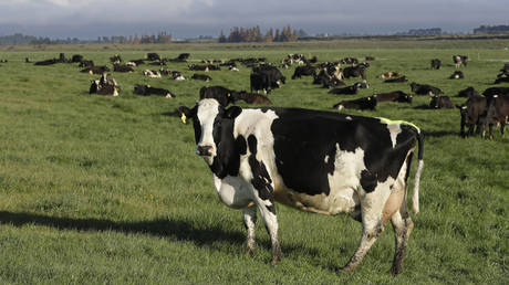 FILE PHOTO: Dairy cows graze on a farm near Oxford, in the South Island of New Zealand.