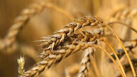 India mulls trade in Russian grain – media