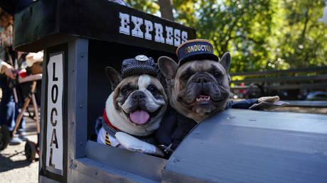 UK vets warn of dressing pets in Halloween costumes