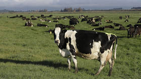 New Zealand unveils plan to tax cow farts