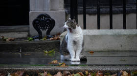 10 Downing Street cat makes PM bid