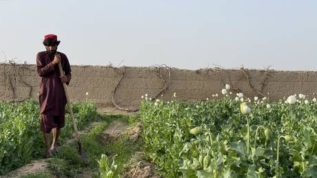 Opium cultivation soaring since Taliban takeover – UN