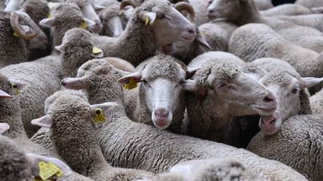Ученый предлагает объяснение «загадке большой овцы»