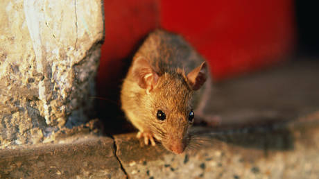 FILE PHOTO. Black rat