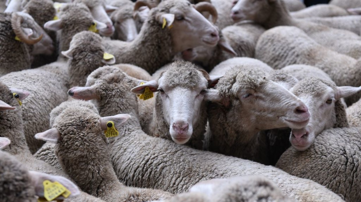 Scientist offers explanation for 'great sheep mystery' — RT World News Scientist offers explanation for 'great sheep mystery' — RT World News