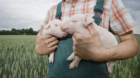 I produttori tedeschi avvertono della carenza di carne – Die Welt