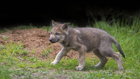 European country with fewer than 200 wolves to ease hunting rules