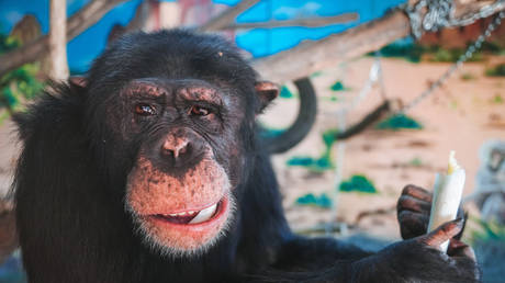 Swedish zoo executes chimpanzees