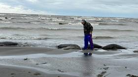 2,500 endangered seals wash ashore in Russia (VIDEO)