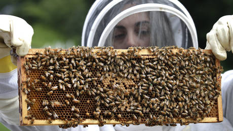 US approves experimental bee vaccine