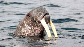 Thor the walrus ruins New Year celebrations