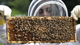 US approves experimental bee vaccine