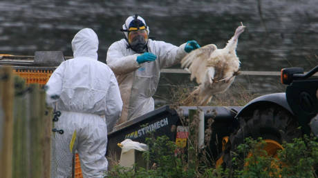 FILE PHOTO: DEFRA workers clear up dead turkey carcasses at Redgrave Park Farm where around 2,600 birds are being slaughtered following the confirmed outbreak of the H5 strain of bird flu in Redgrave, Suffolk, near Diss, Norfolk, England.