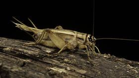 Italian bakery to make bread with insect powder