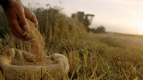 Wheat prices surge on Ukraine harvest concerns – media
