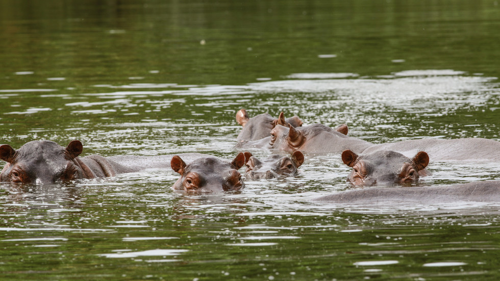 Colombia floats new plan to take care of ‘cocaine hippos’ — RT World Information