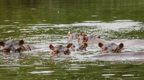 Colombia floats new plan to deal with ‘cocaine hippos’