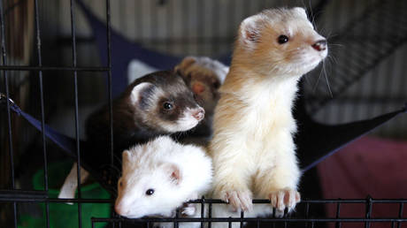 PETA demands stop to ‘Havana syndrome’ animal testing