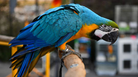 Parrot’s big mouth gets Indian men life sentences – media