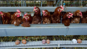 Ukrainian poultry exports flood EU