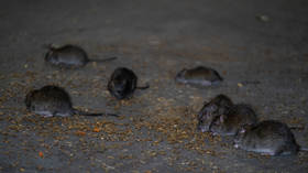 Millions of NYC rats could have Covid-19 – study