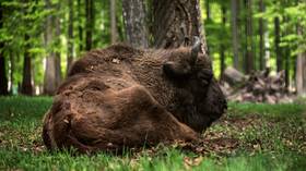 Poland threatening Europe’s largest native animal – Belarus