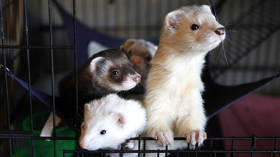 PETA demands end to ‘Havana syndrome’ animal testing