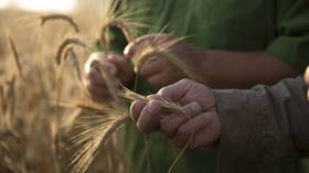 Russia ready to deliver free grain to Africa – Putin