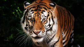 Russian man fined for spreading fake tiger encounter photos