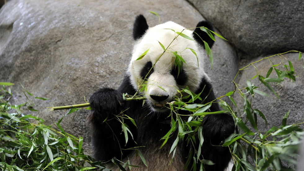 https://www.rt.com/information/575323-us-china-panda-return/China to convey ‘friendship’ panda residence from US