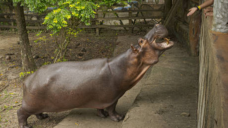 Drug lord’s hippo killed in highway collision