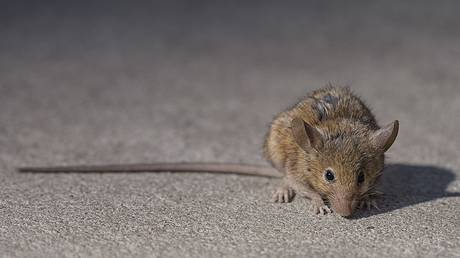 A brown rat on 79th Street in New York City, February 26, 2017