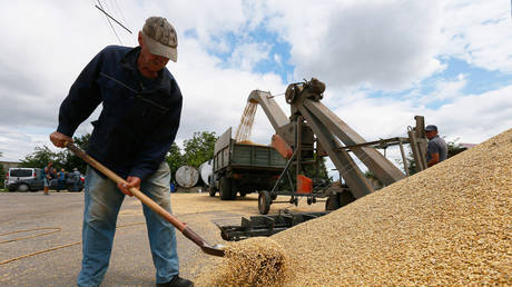 FILE PHOTO. Ukrainian farmers load mixed wheat and barley grains into a truck.
