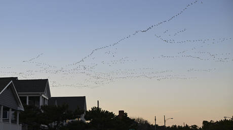 FILE PHOTO. A flock of birds fly over the houses during sunset.