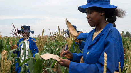 Африканская страна ожидает, что небывалый урожай будет способствовать экономическому росту
