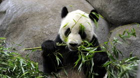 La Chine va ramener un panda 