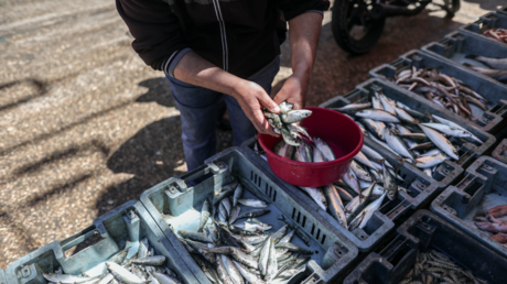 A seller shows Sardines at al-Muaskar fish market which Sardine is the most demanded product due to its flavor and affordable price in Gaza City, Gaza on April 27, 2023