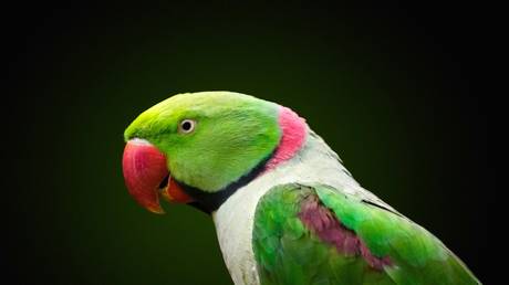 Talking parrot reveals man’s dirty secret