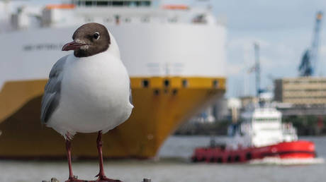 Germany greenlights Chinese stake in Hamburg Port